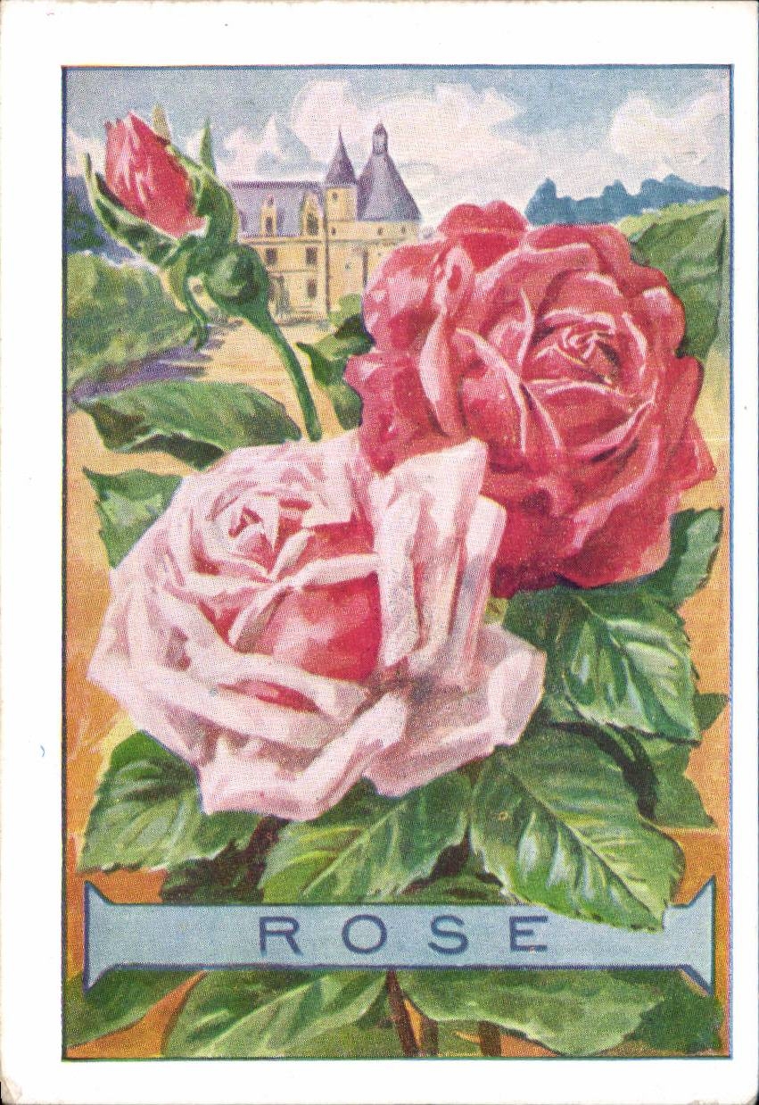 Fleurs Rose - CPA 