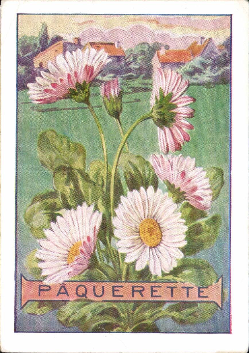 Fleurs Paquerette - CPA