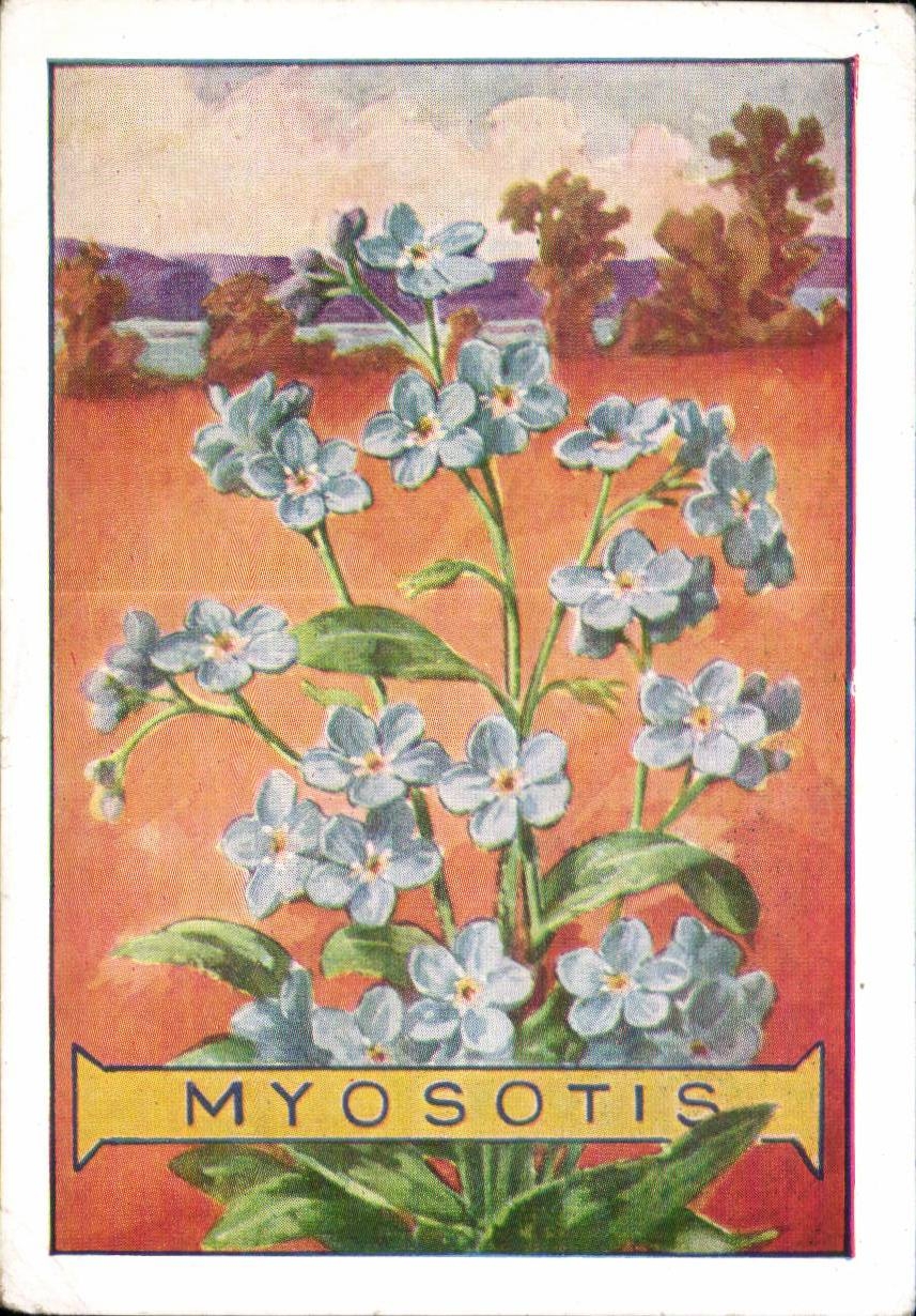 Fleurs Myosotis - CPA 