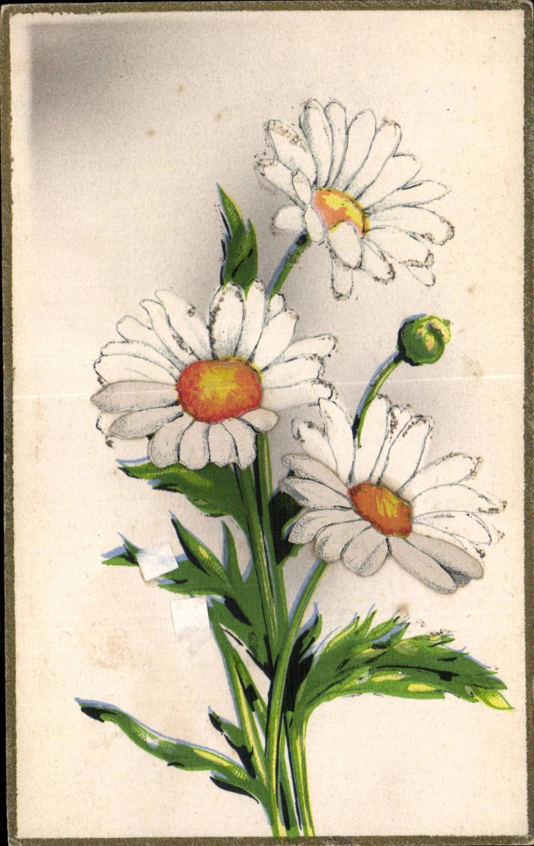 Fleurs daisy - CPA 