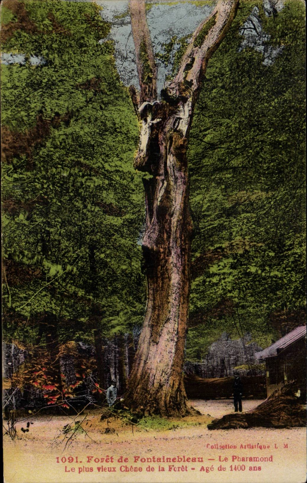 CPA Foret de Fontainebleau Le Pharamond Le plus vieux chene de la foret Age de 1400 ans 