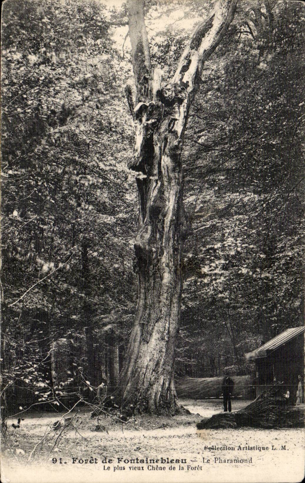 CPA Foret de Fontainebleau Le Pharamond Le plus vieux chene de la foret