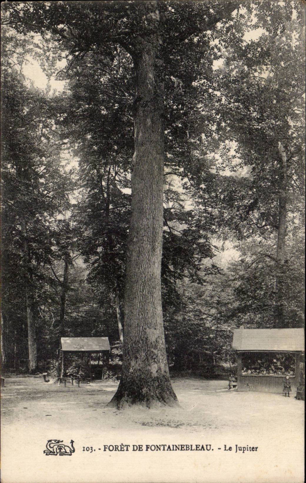 CPA Fontainebleau Le jupiter Arbre