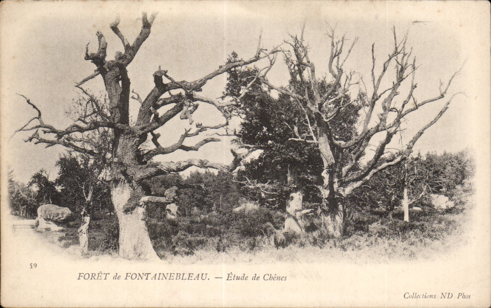 CPA Fontainebleau La foret Etude de Chenes