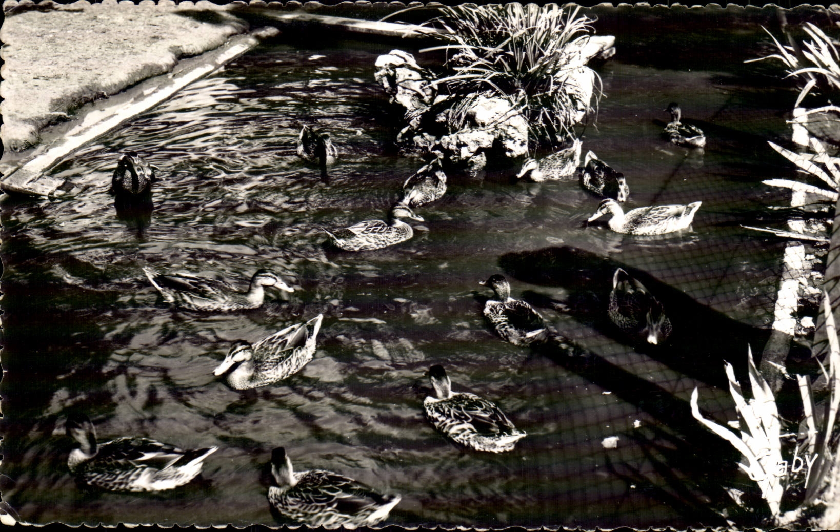 Luc sur Mer - Jardin Public - Les Canards - CPA