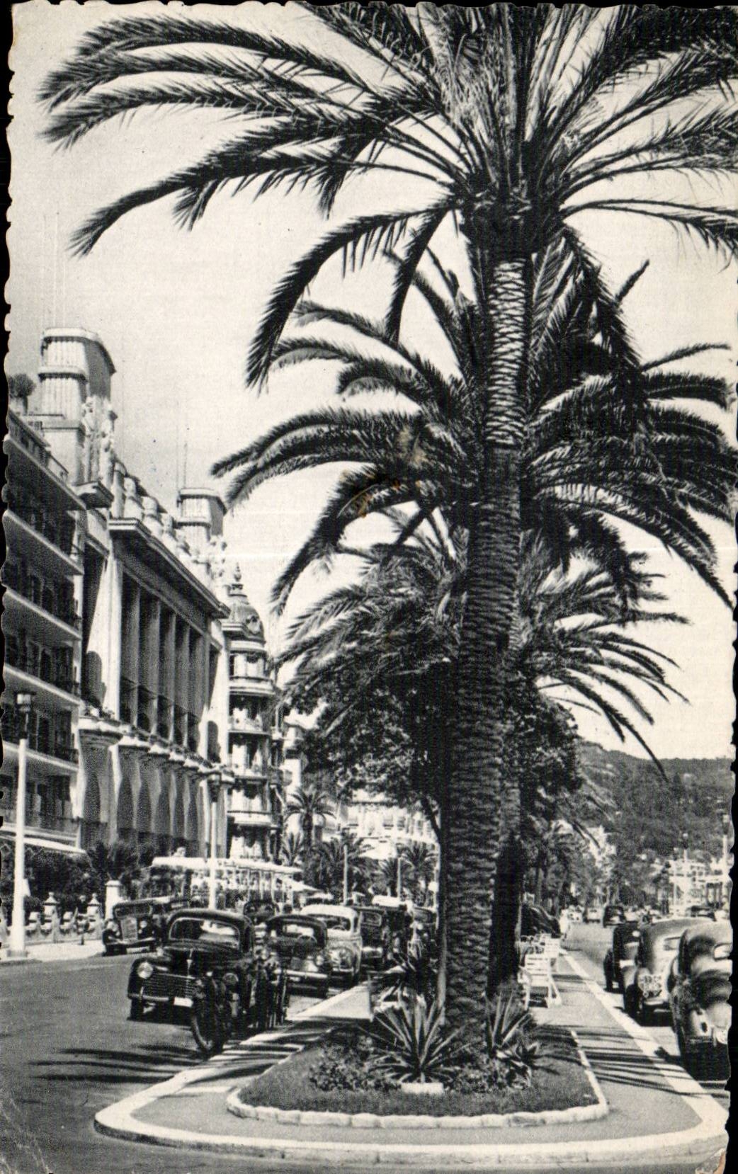 - La palmera del paladar - CPA agradable