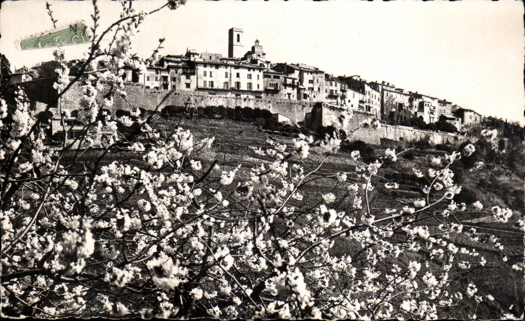 Saint Paul - Vue prise entre les arbres en fleurs - CPA