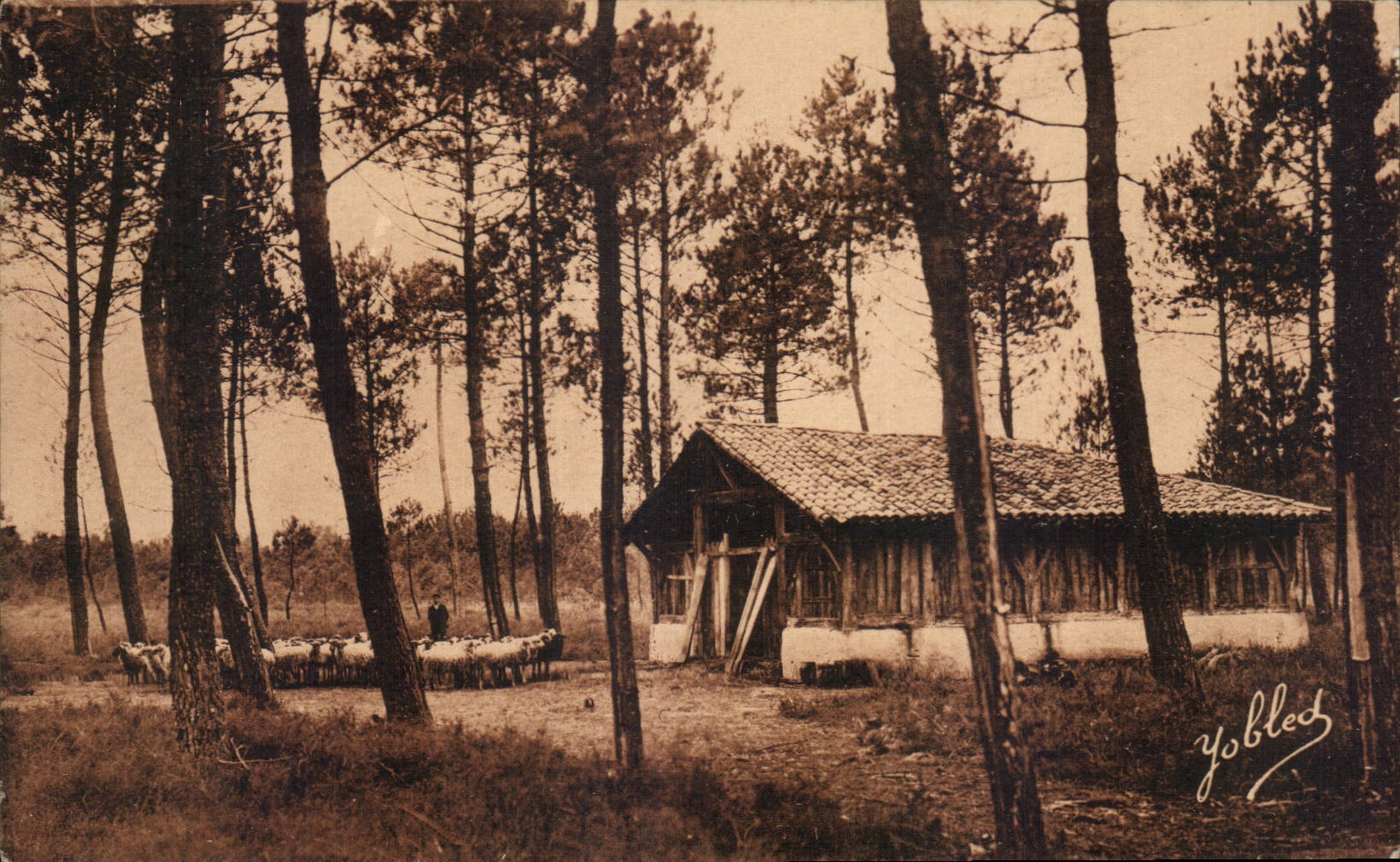 CPA en amarra de Gascogne oveja-dobla