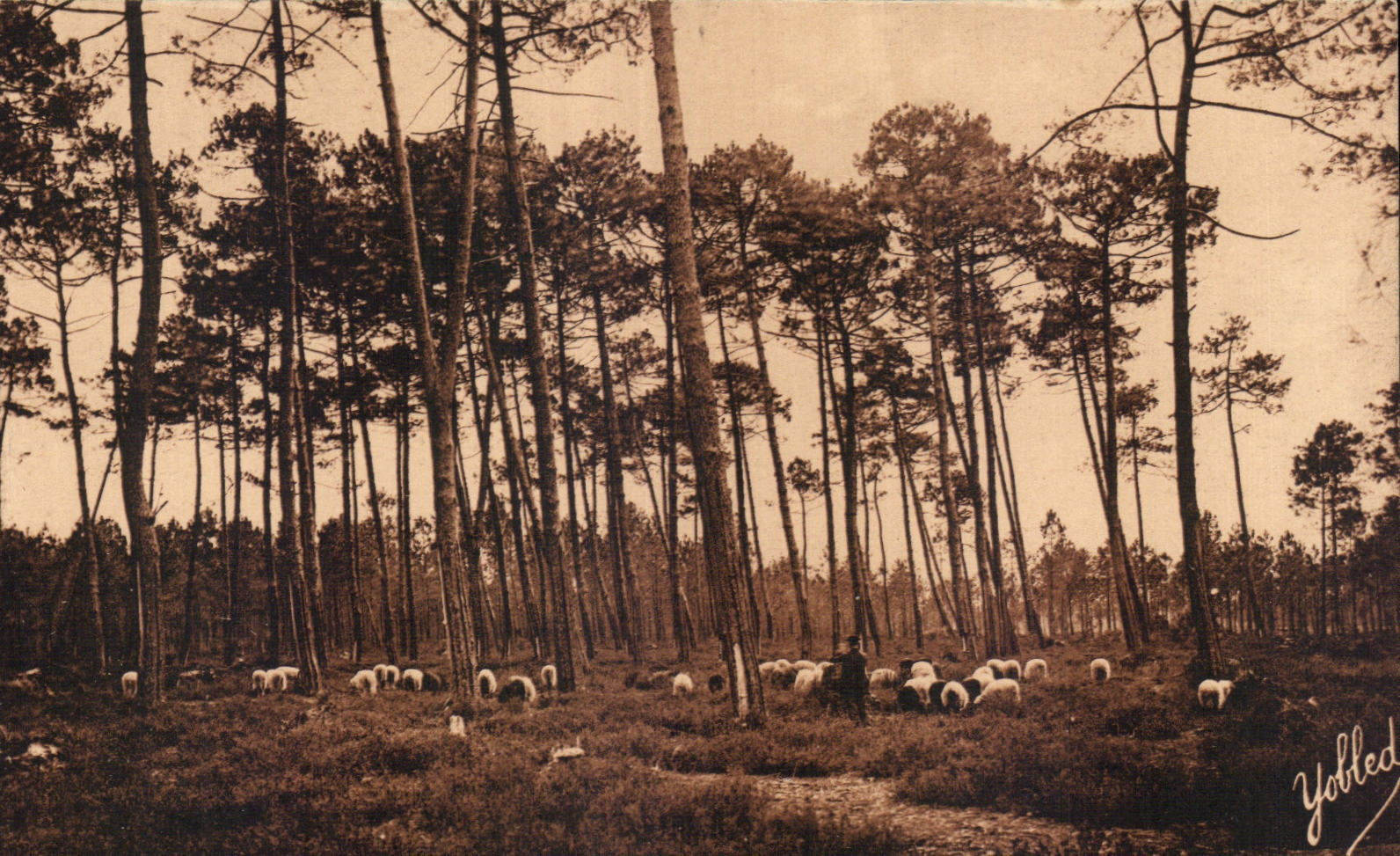 CPA In the moors of Gascogne Passage of sheep