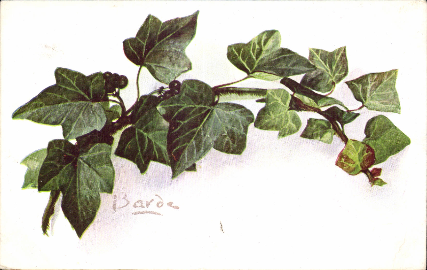 Fleurs Ivy - Small Berries - CPA 