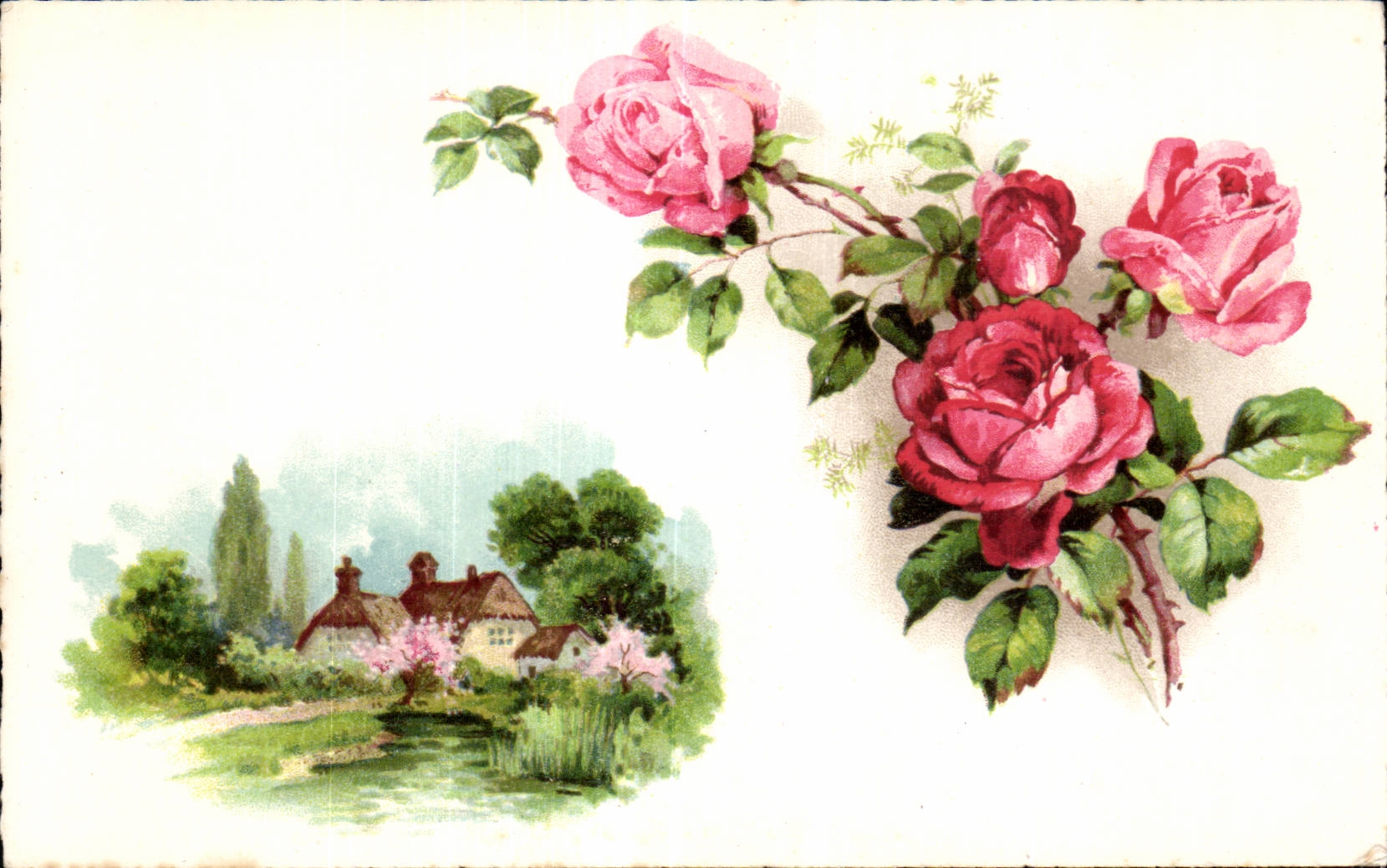 Fleurs rose - CPA 