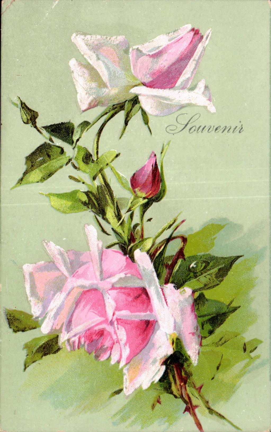 Fleurs Souvenir - Rose - CPA 