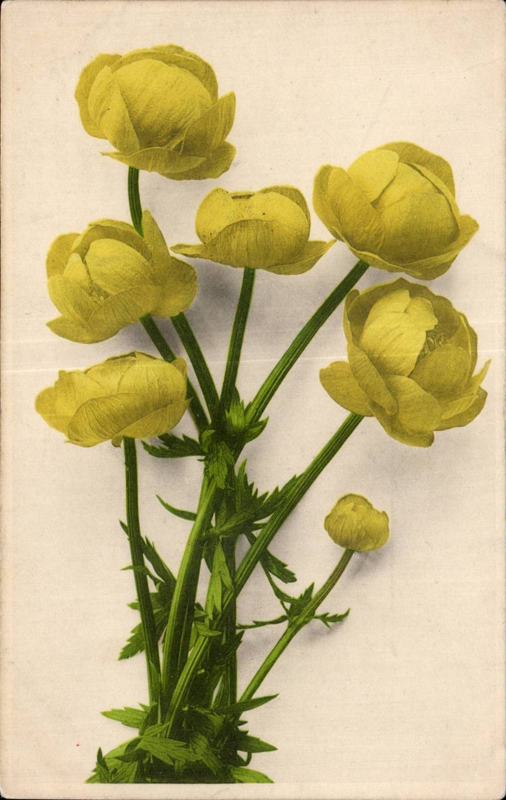 Fleurs yellow - CPA 