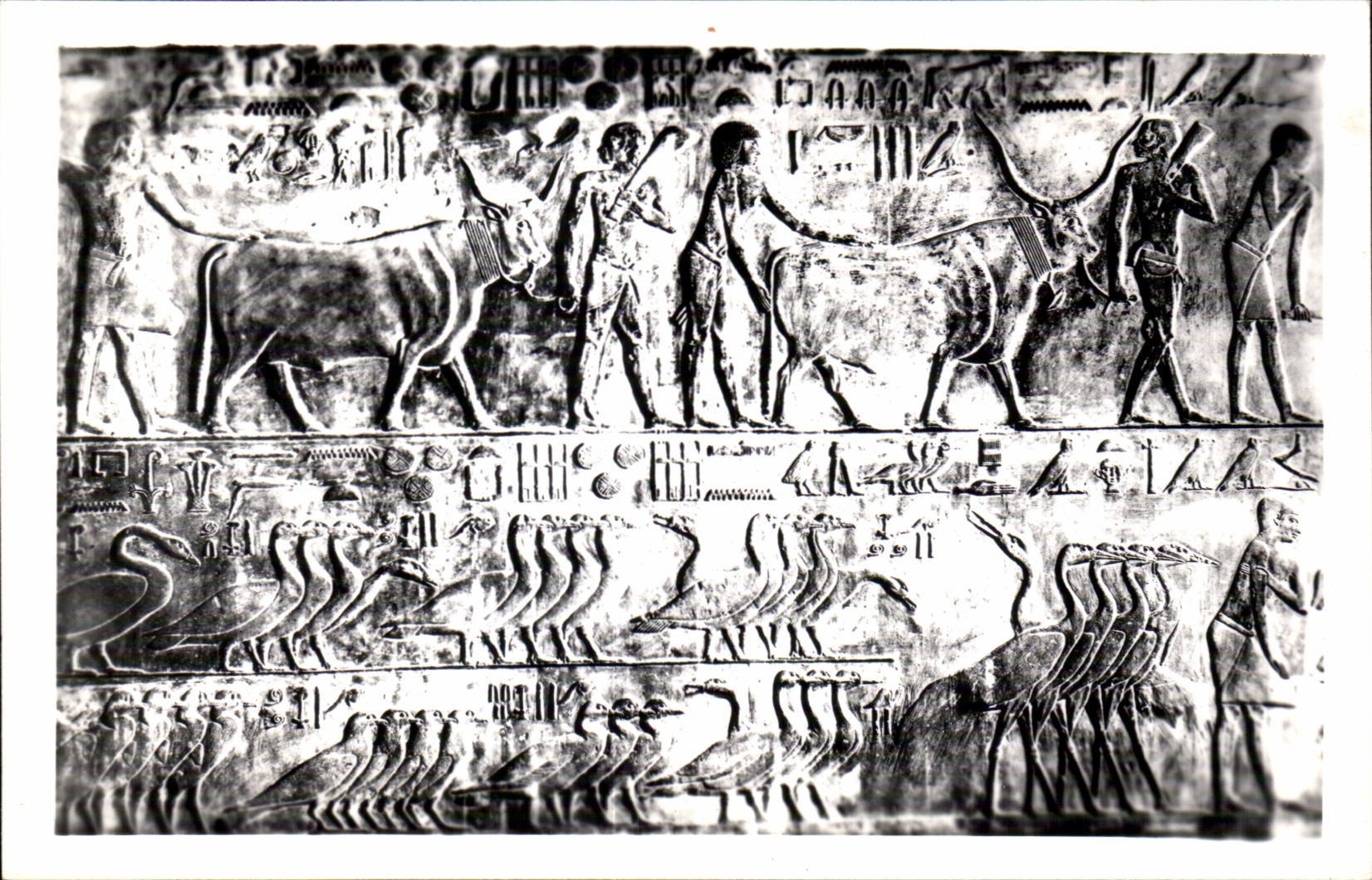 Tumba de CPSM Egipto Egipto Sakkara de Ptah Hotep