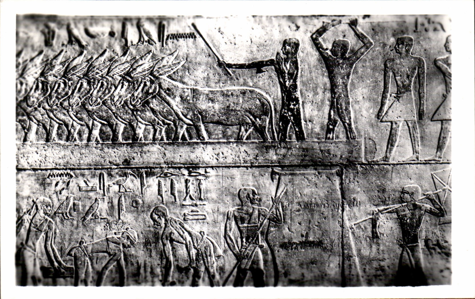 CPSM Egypte Egypt Sakkara Tomb of Ti