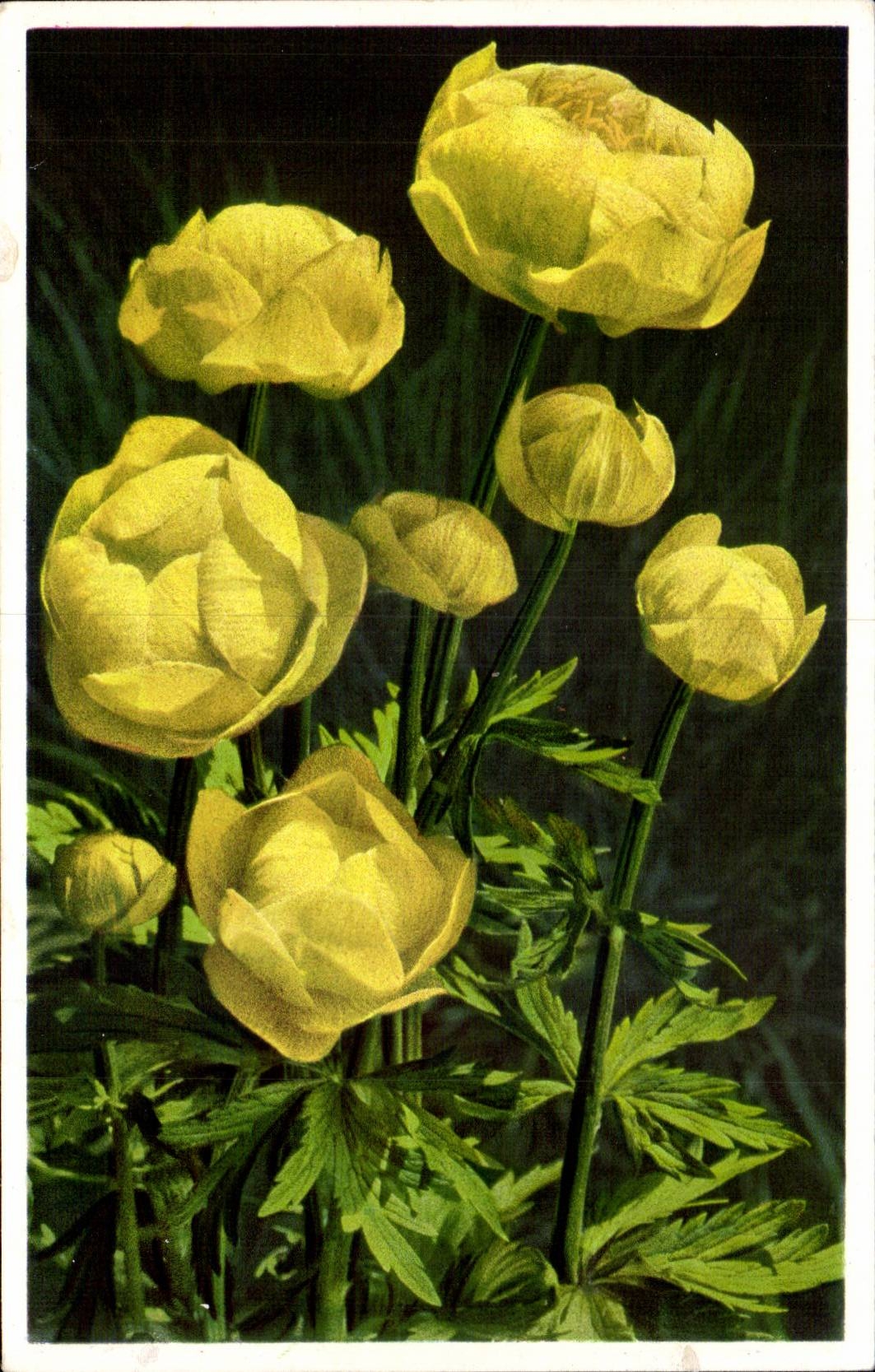 CPSM Fantaisie Fleur Trollius europaeus Trolle d Europe