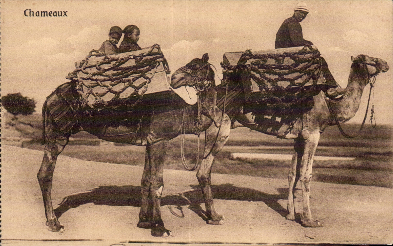 Africa - Africa - Egipto - Egipto - Port Saïd - camellos - camello - CPA
