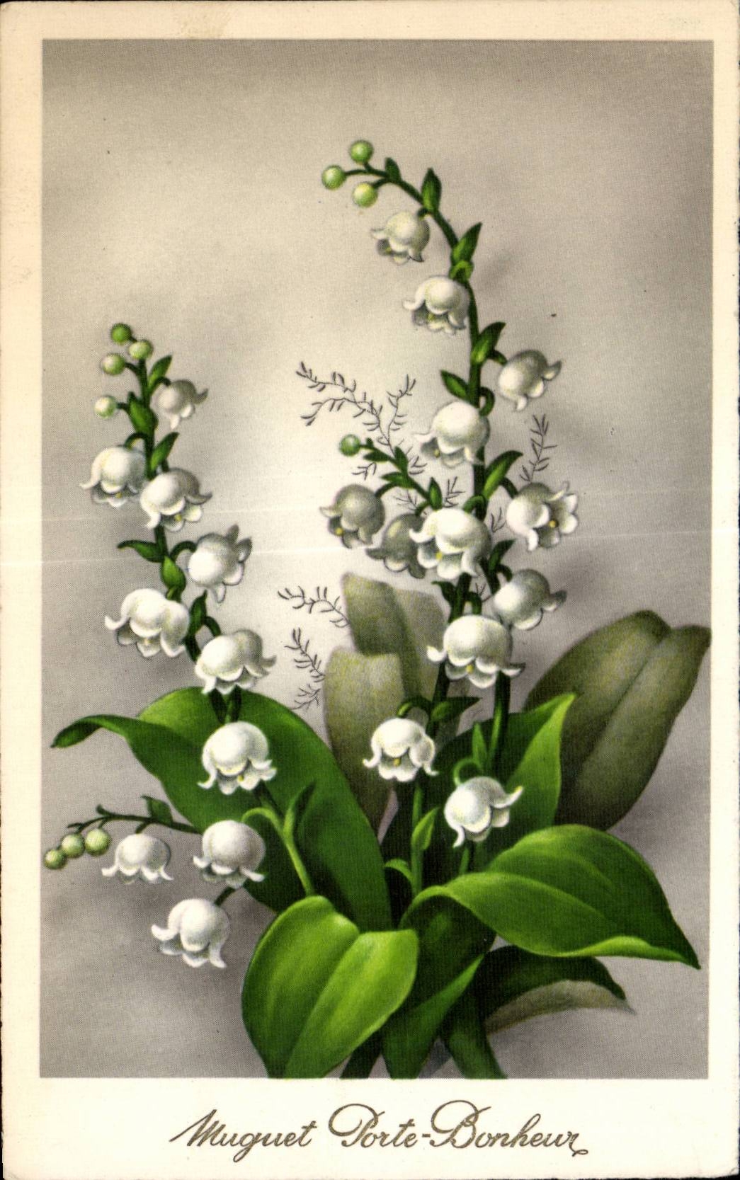 Fleurs Porte Bonheur - Muguet - Lily of the Valley - CPA 