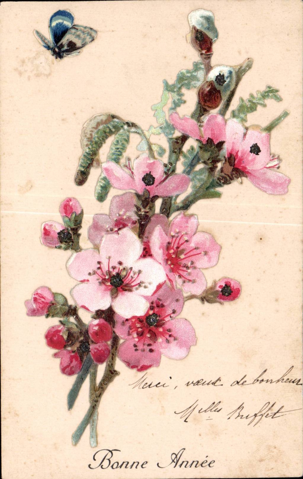 Fleurs papillon - butterfly - CPA 