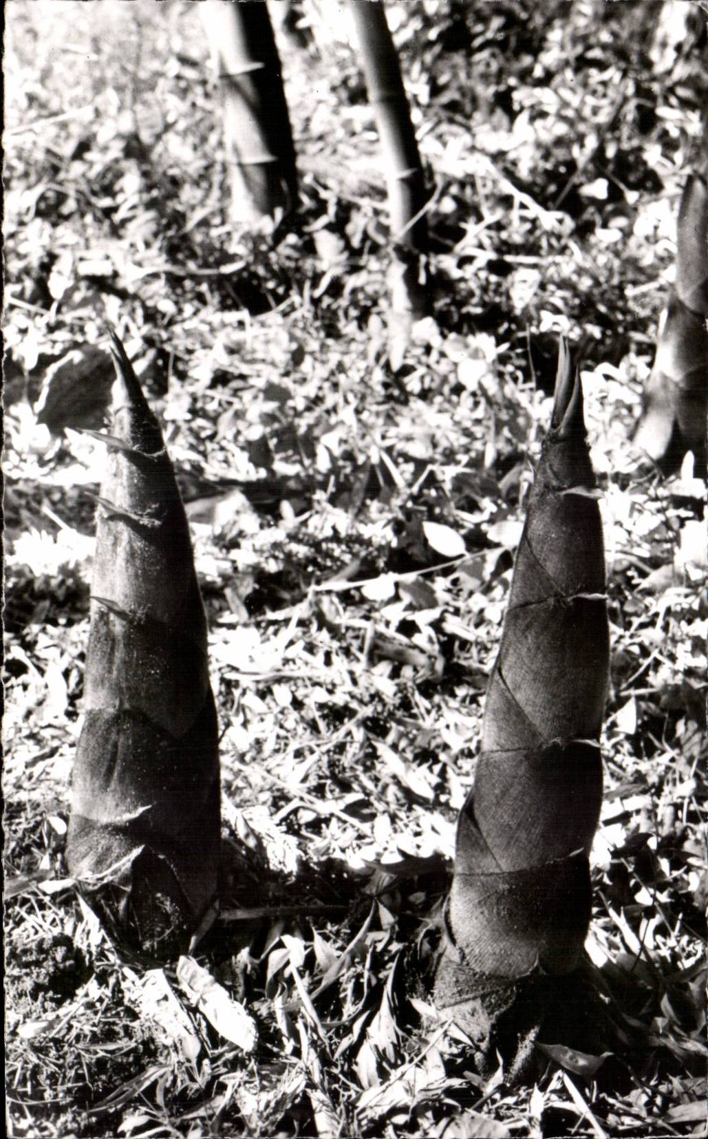 CPA Starts-up of Bamboos Variety Physslsssachys Pubescens Bamboo