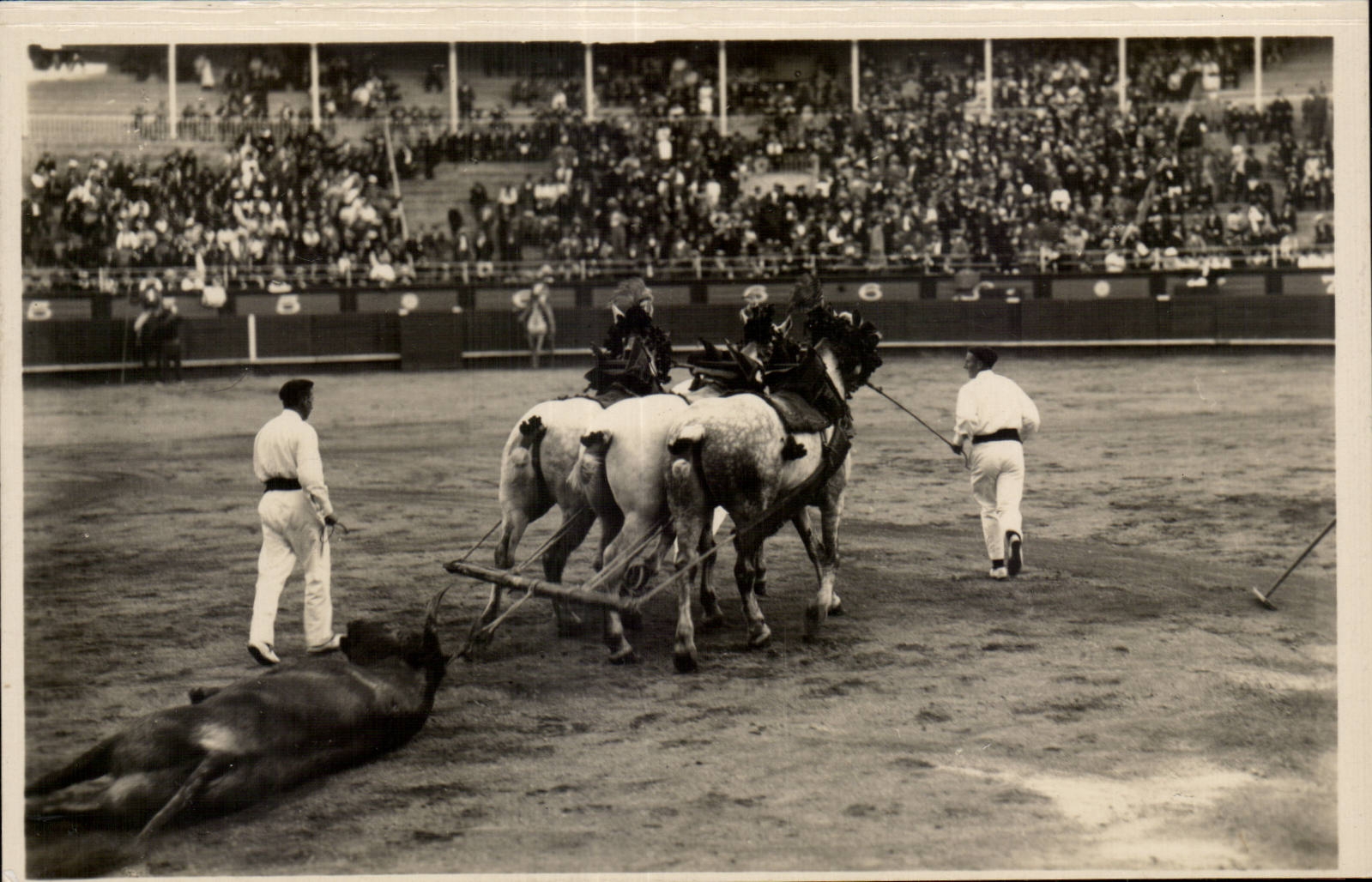 CPA Corrida Arrastre del Toro Le Taureau est entraine par les Chevaux