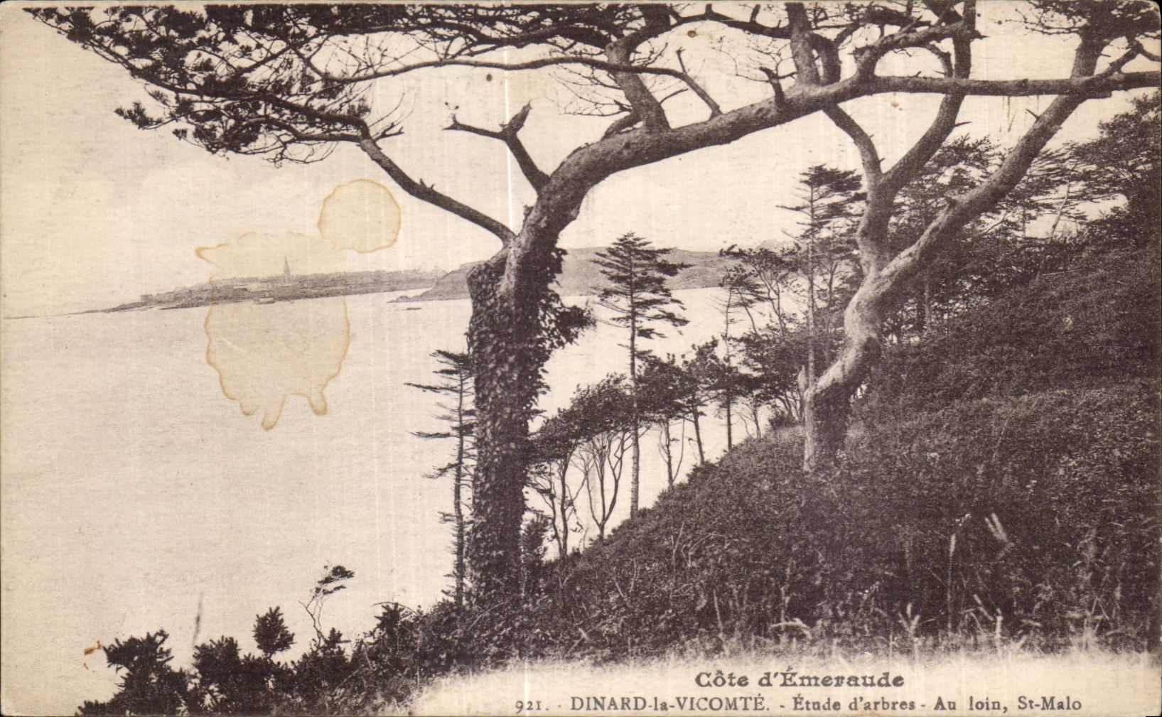 CPA Cote d Emeraude Dinard la Vicomte Etude d arbres Au loin St Malo