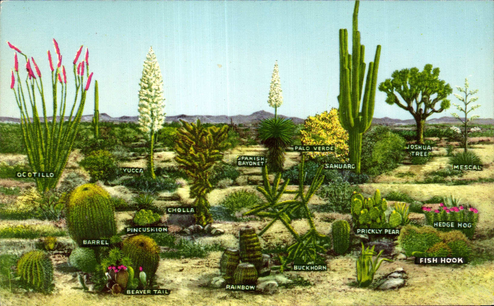 Fleurs - Plantes - Cactus - A few variations of desert vegetation - CPA 