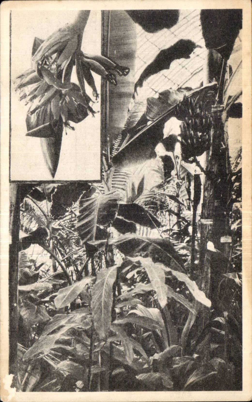 CPA Royal Botanic Gardens KEW Bananas fruiting in the Palm House banane