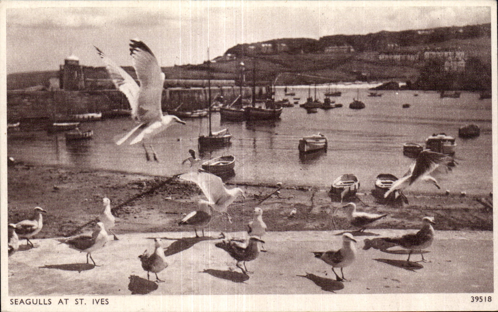 CPA Seagulls at St IVES