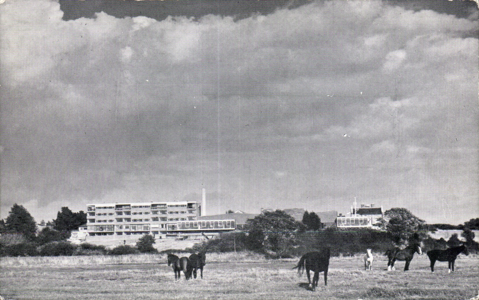 Caballo del caballo de los caballos de CPA