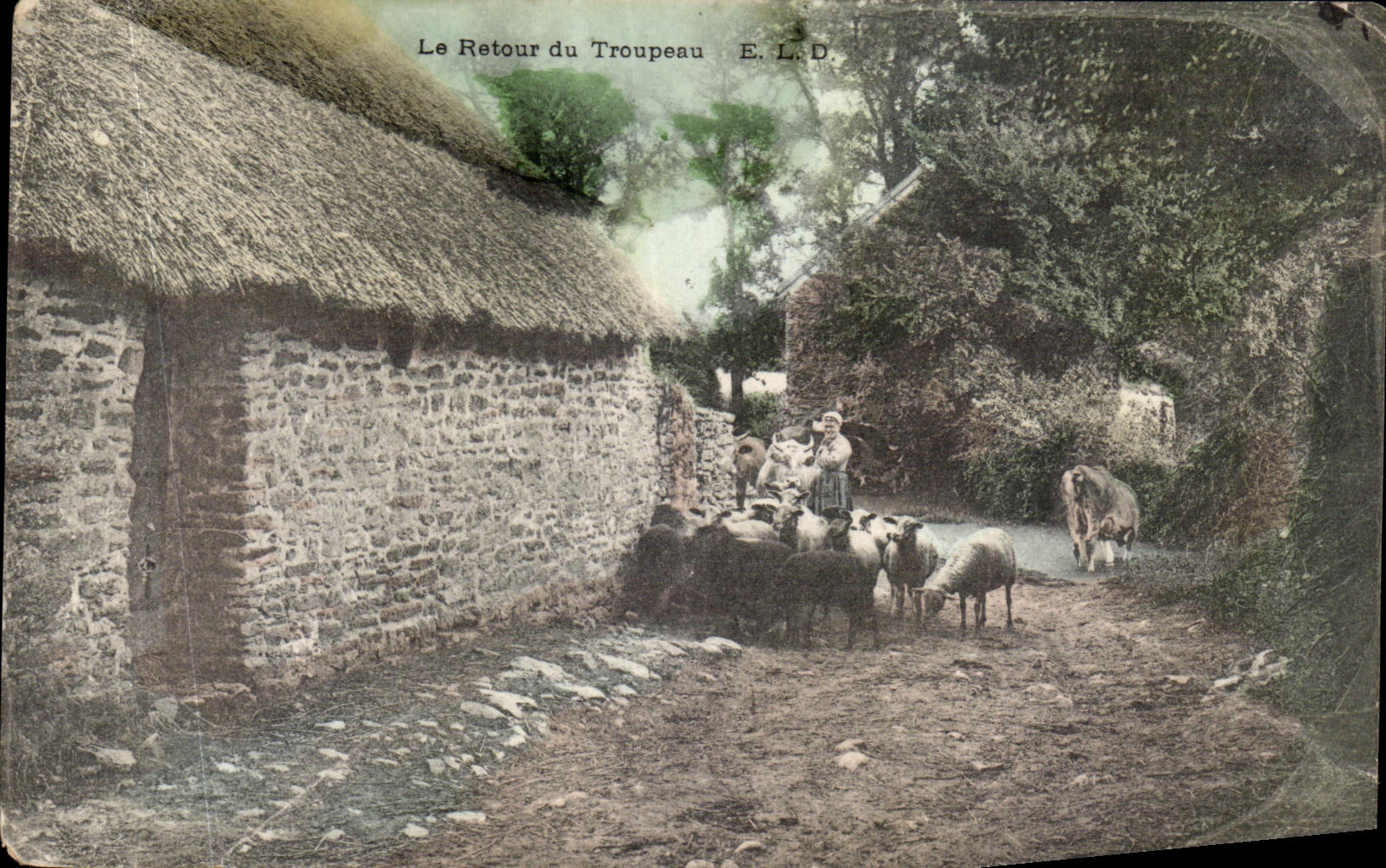 CPA Le Retour du Troupeau Moutons