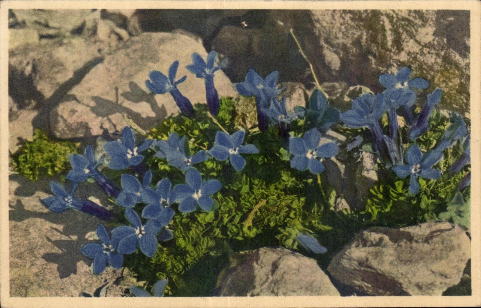 CPA Fantaisie Fleurs Gentiane de Baviere