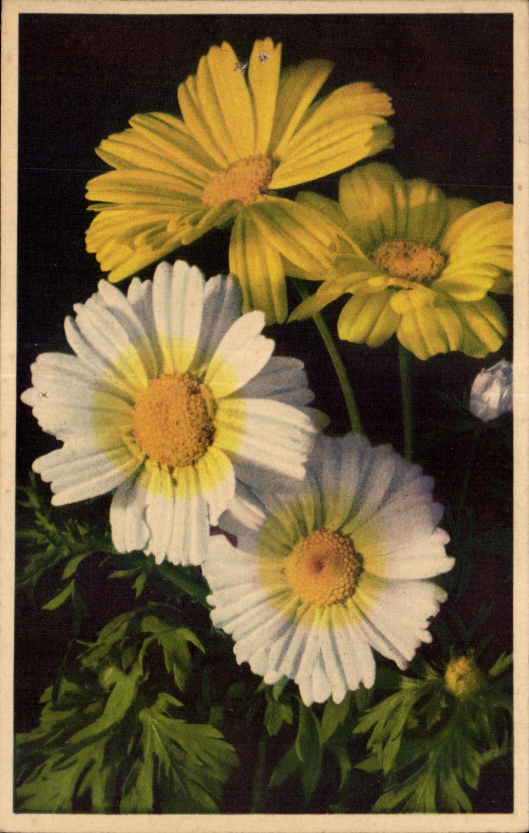 CPA Fantaisie Fleurs Fior d Oro