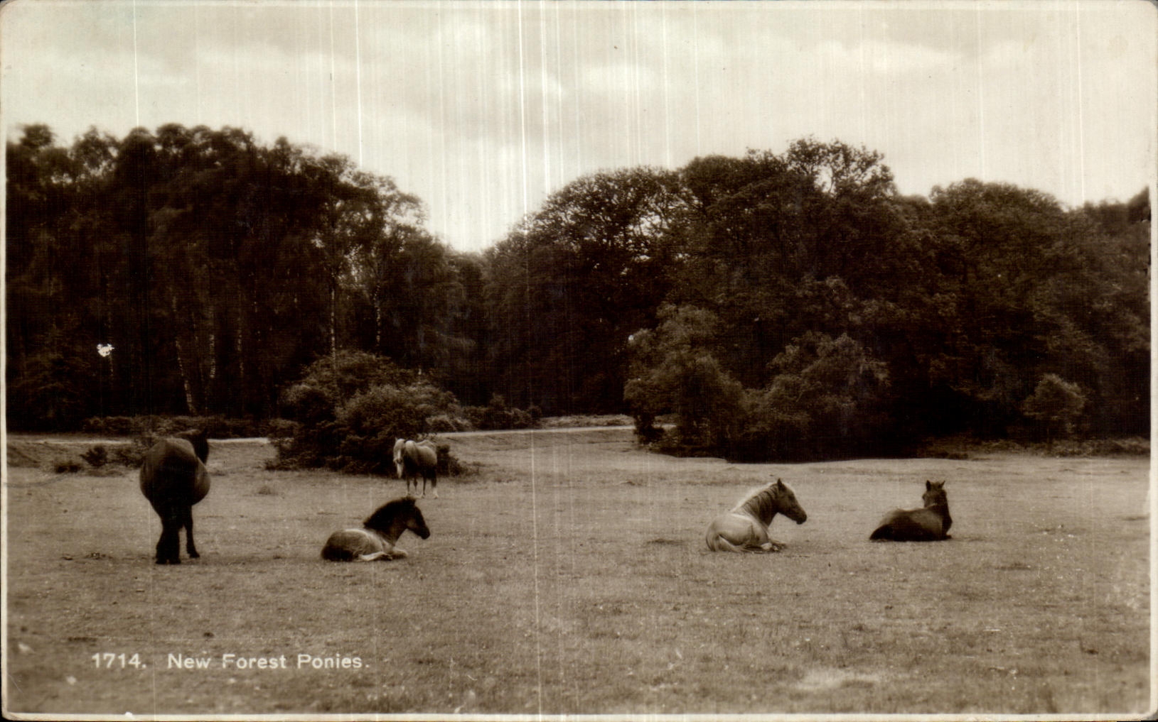CPA New Forest Ponies Cheval Horse