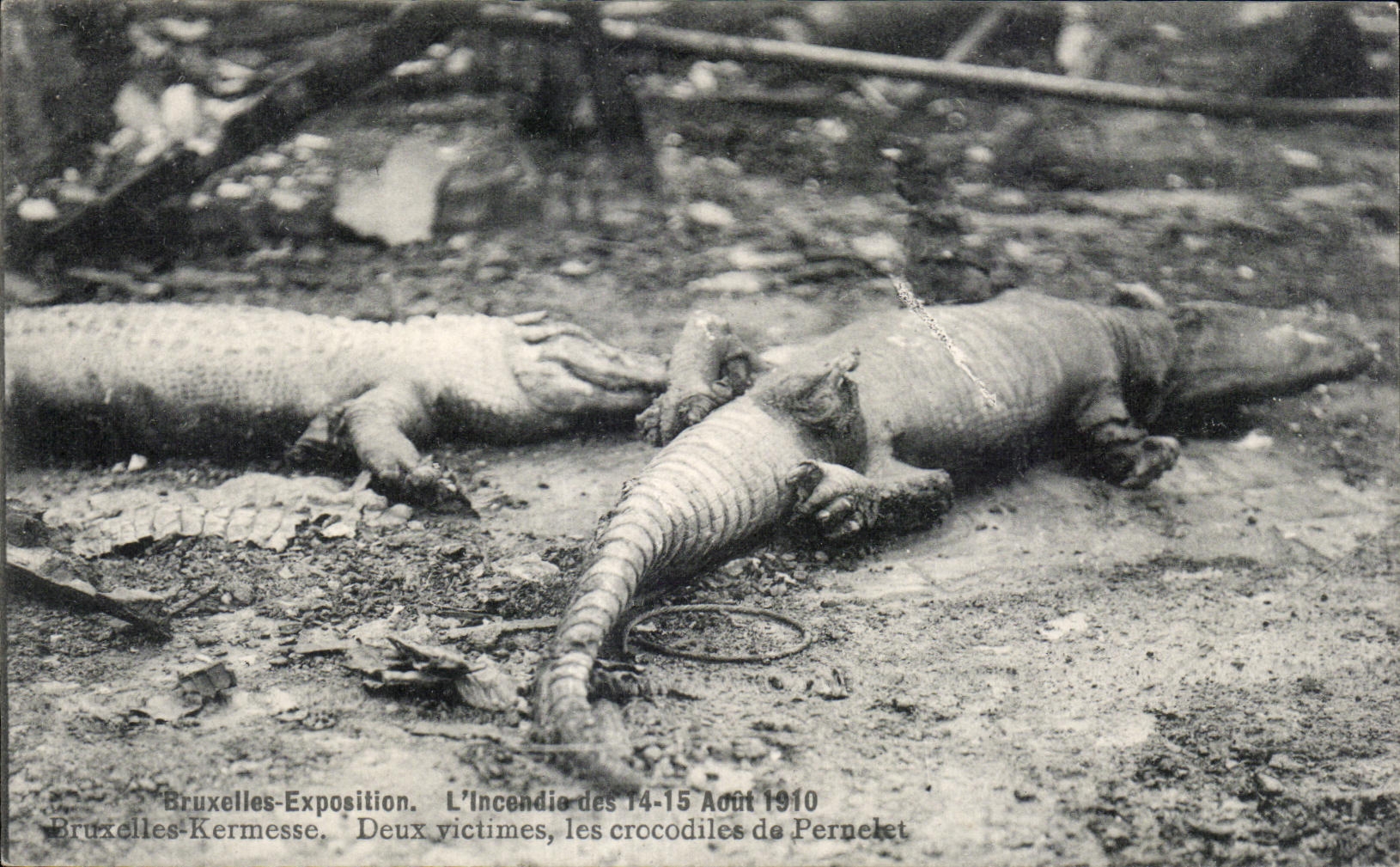 CPA Brussels Exposition Sets fire to of Brussels Kermesse Two Victims the Crocodiles of Pernelet Caiman Zoo