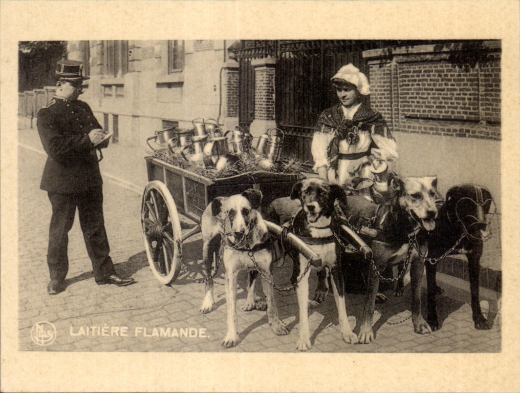 CPA Laitiere Flamande Voiture a chien 