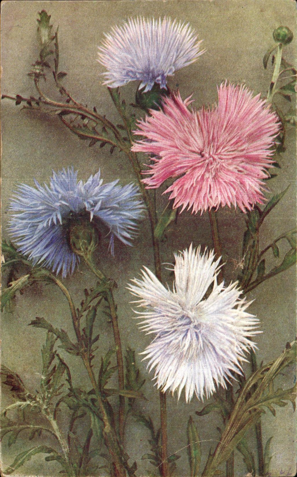 Flores de la fantasia de CPA