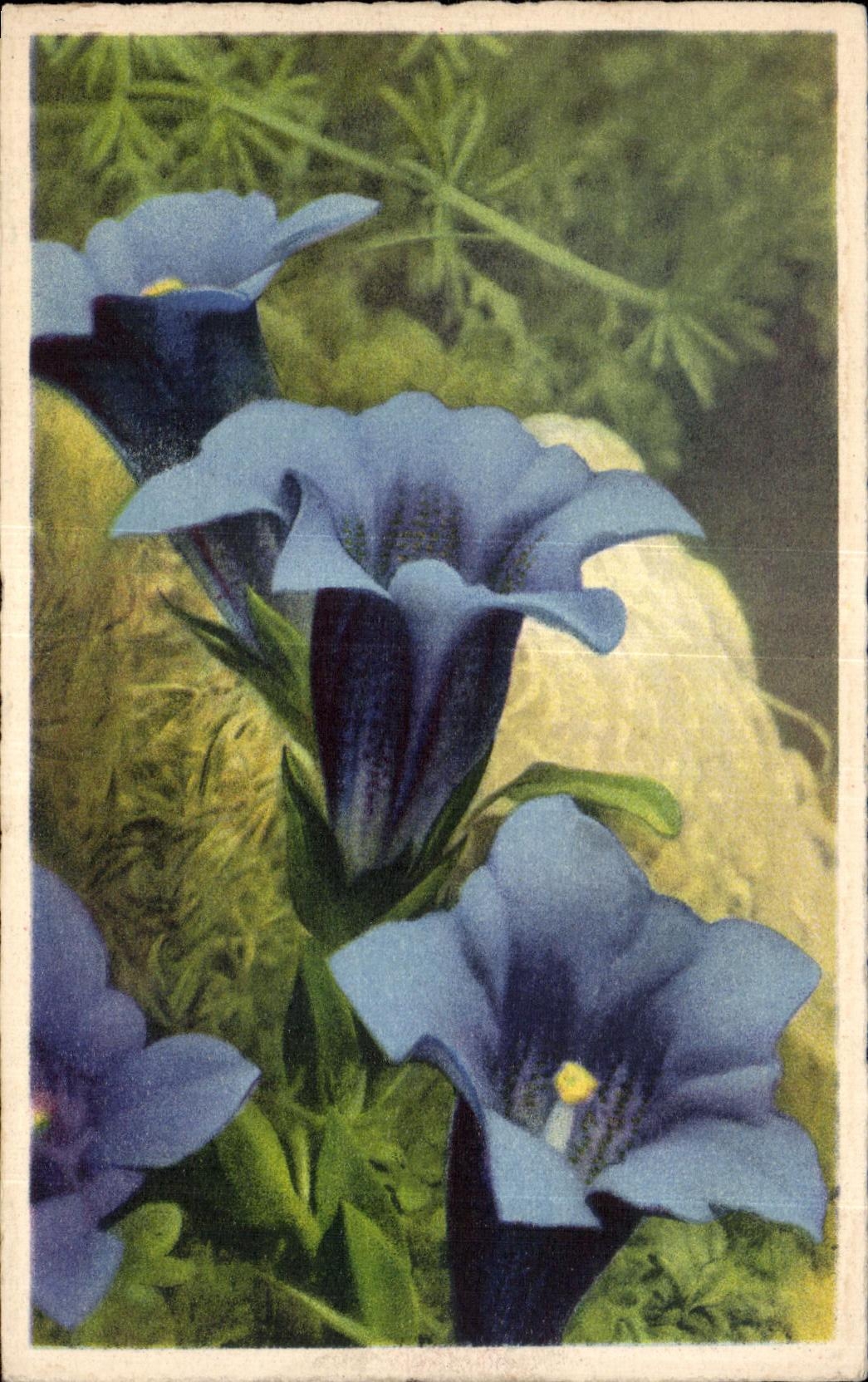 Flores de la fantasia de CPA