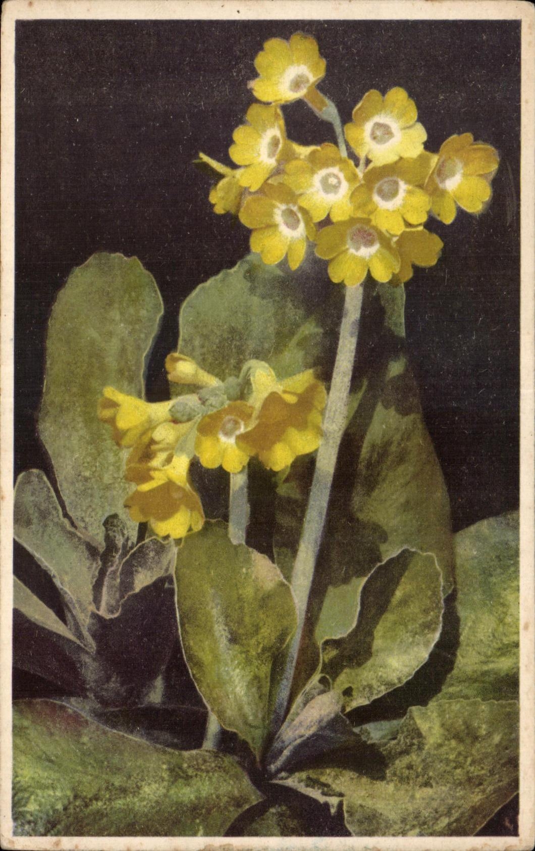 Flor de la fantasia de CPA