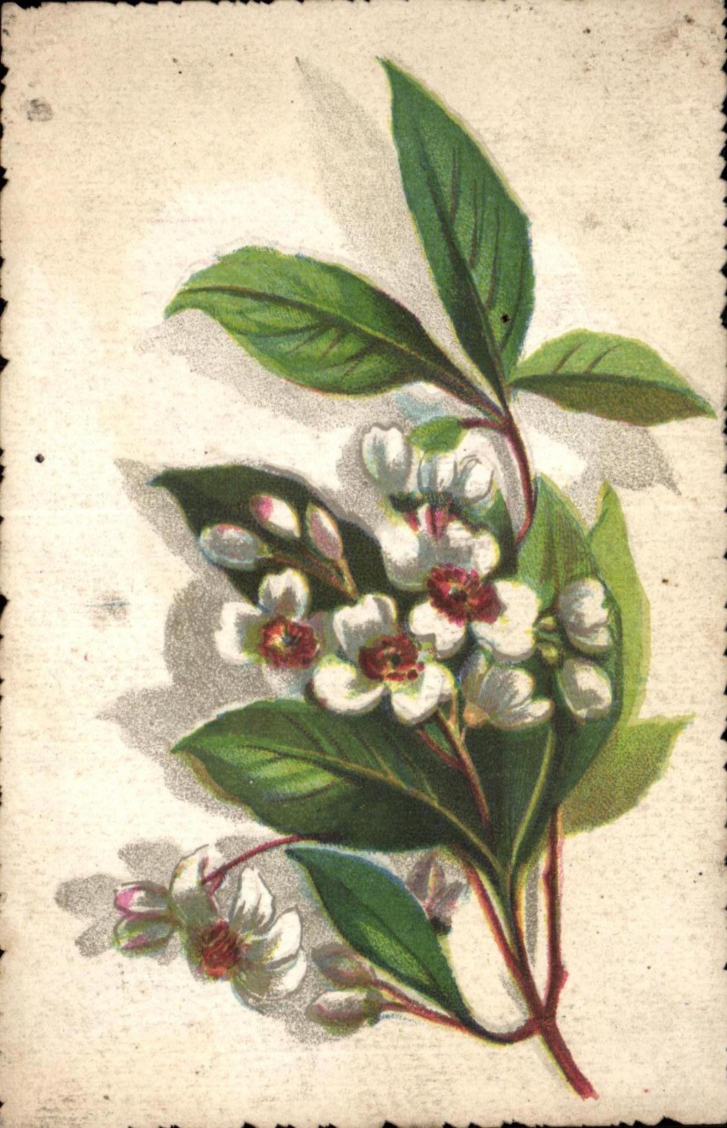 Flor de la fantasia de CPA