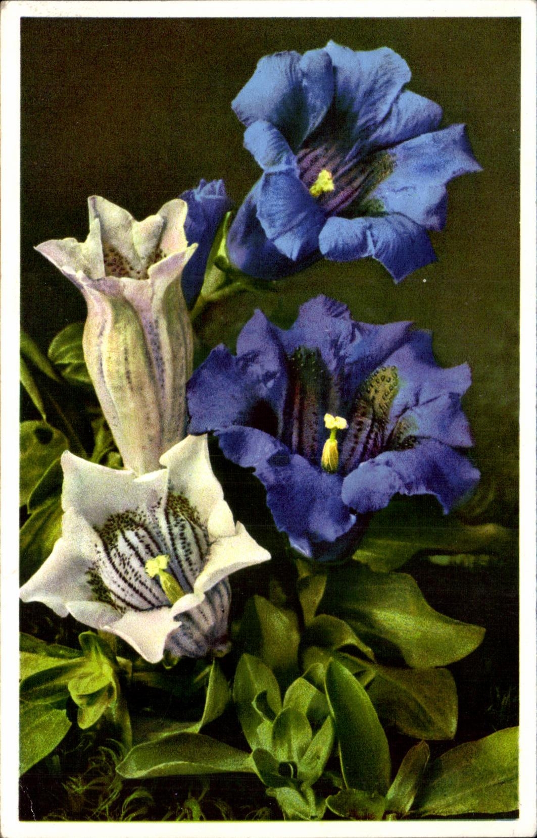 Flor de la fantasia de CPA