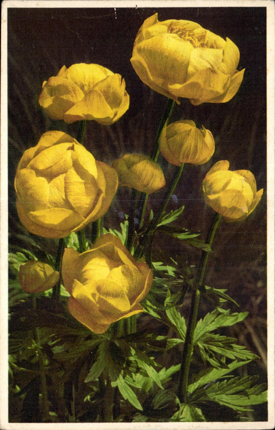 Flor de la fantasia de CPA