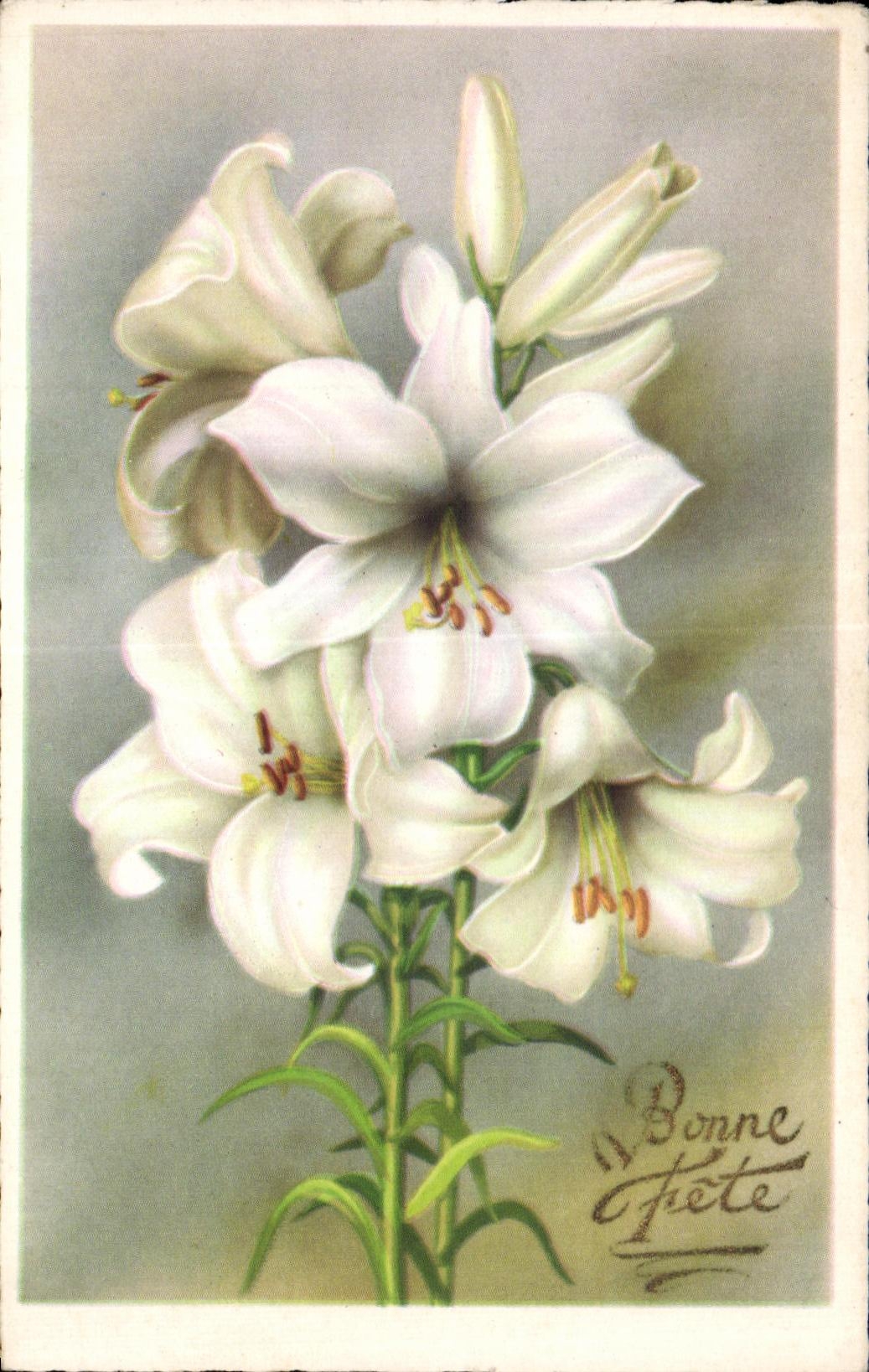 Flor de la fantasia de CPA