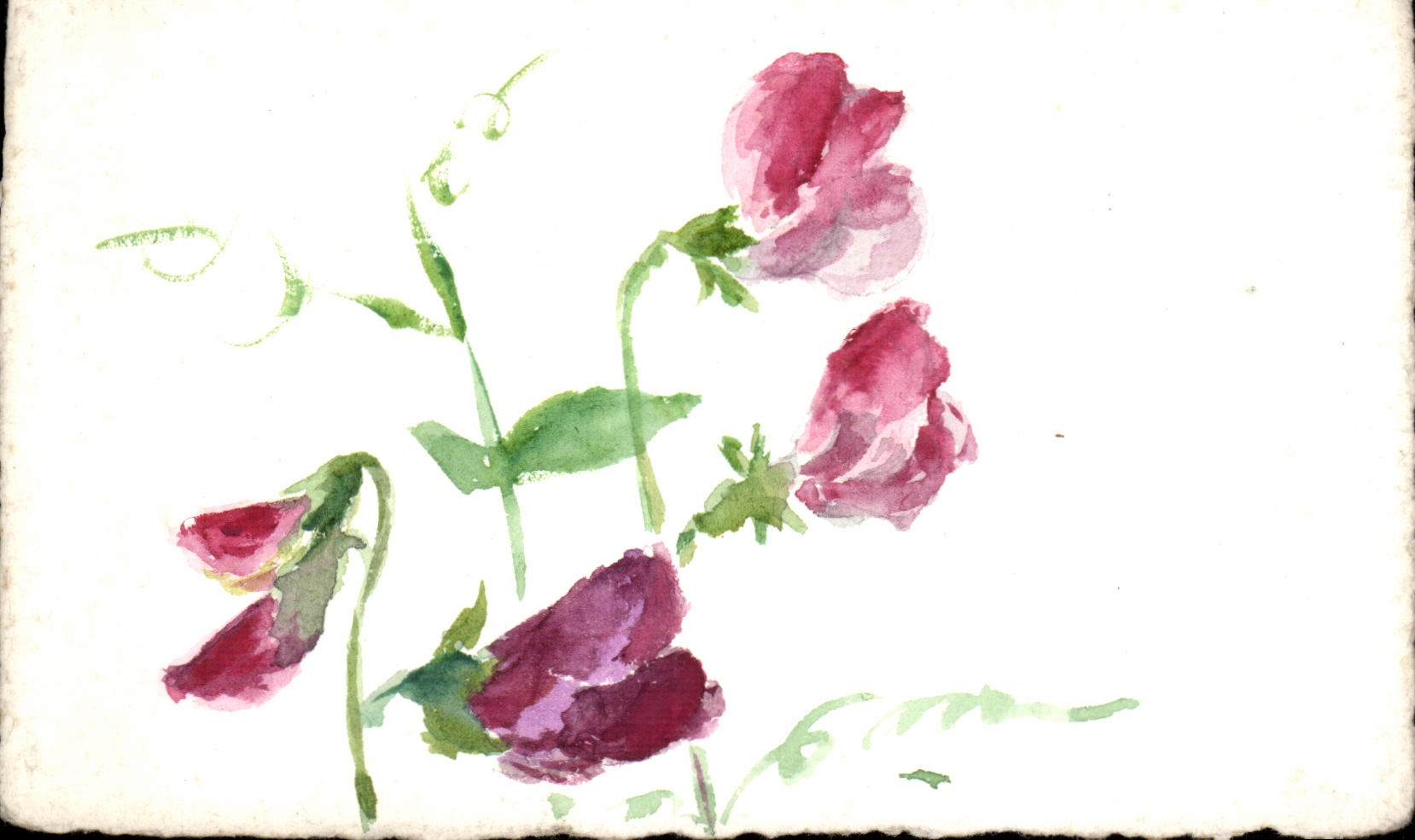 Flor de la fantasia de CPA