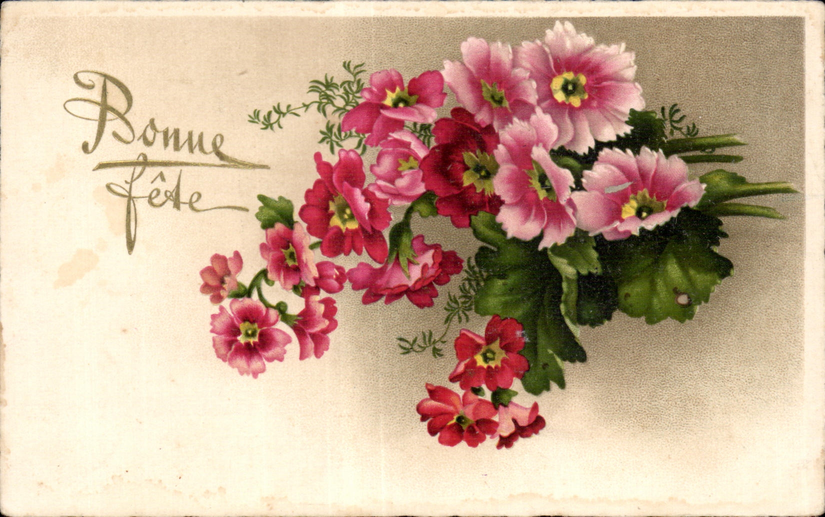 Flor de la fantasia de CPA