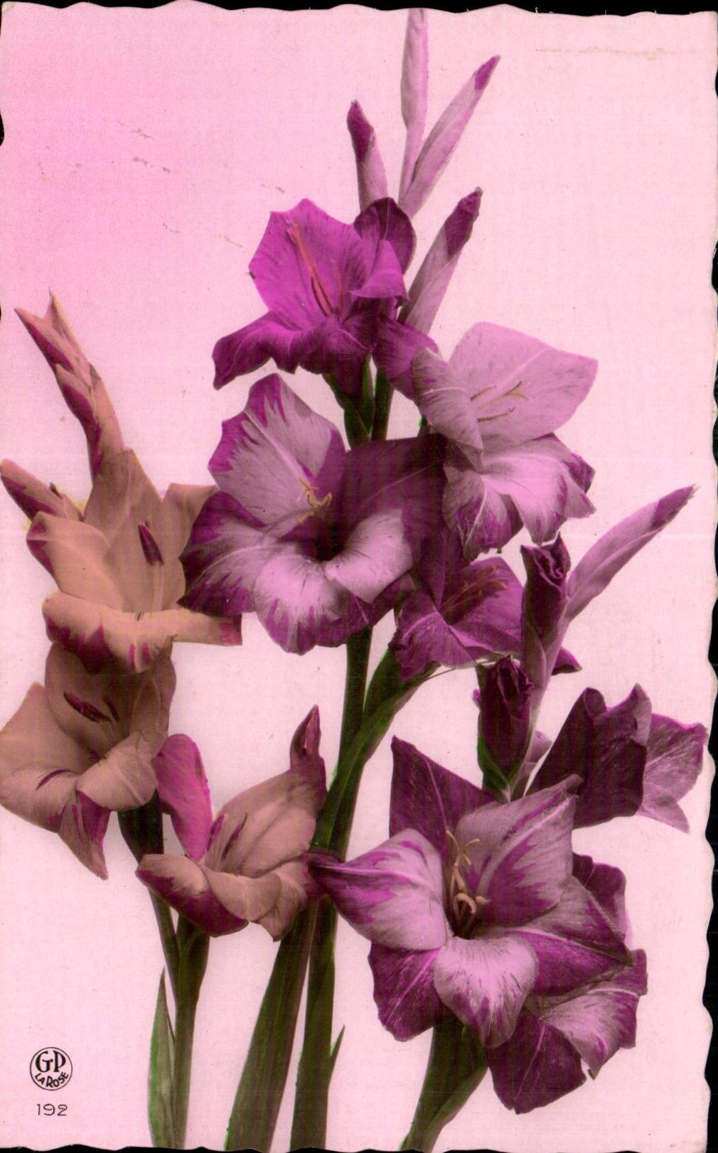 Flor de la fantasia de CPA