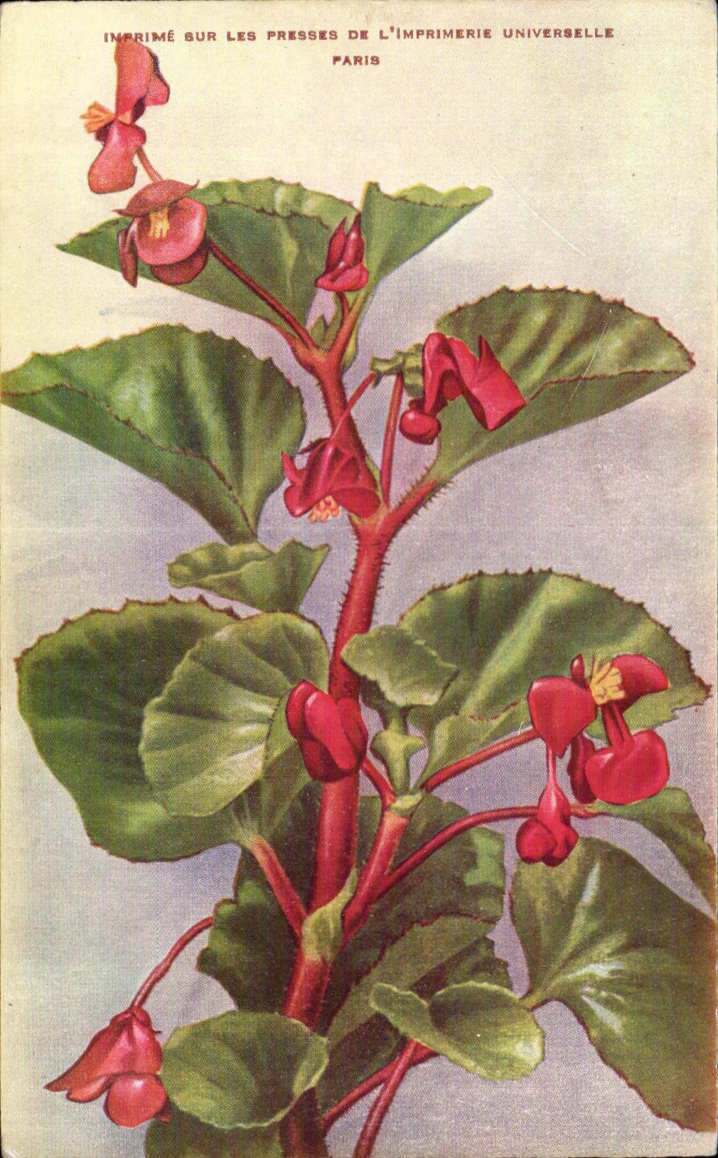 Flor de la fantasia de CPA