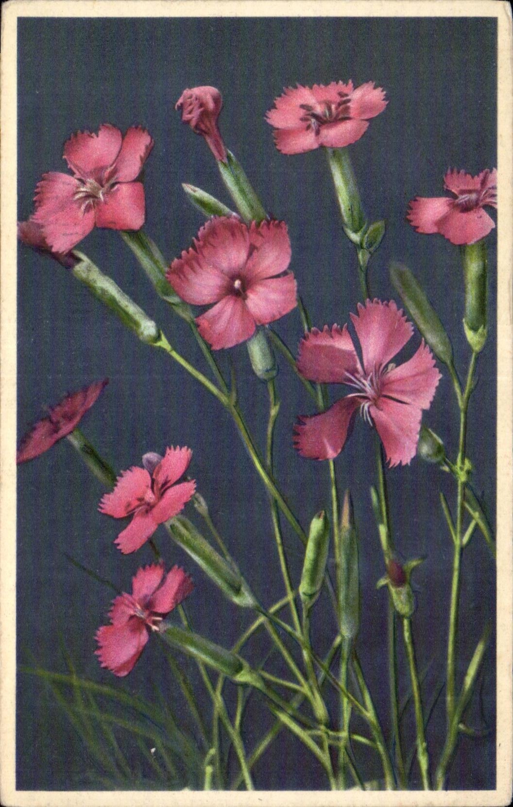 Flor de la fantasia de CPA