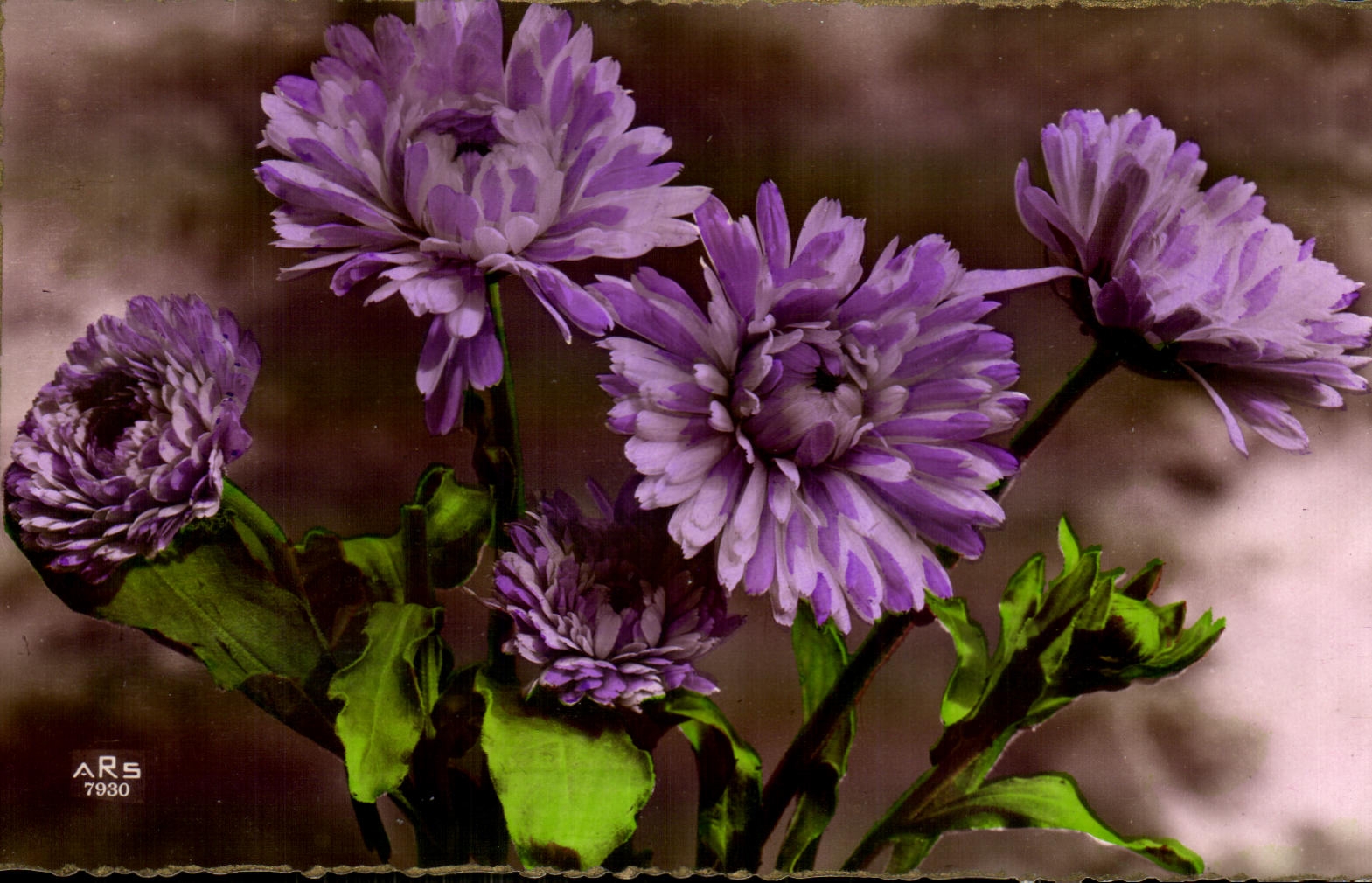 Flor de la fantasia de CPA