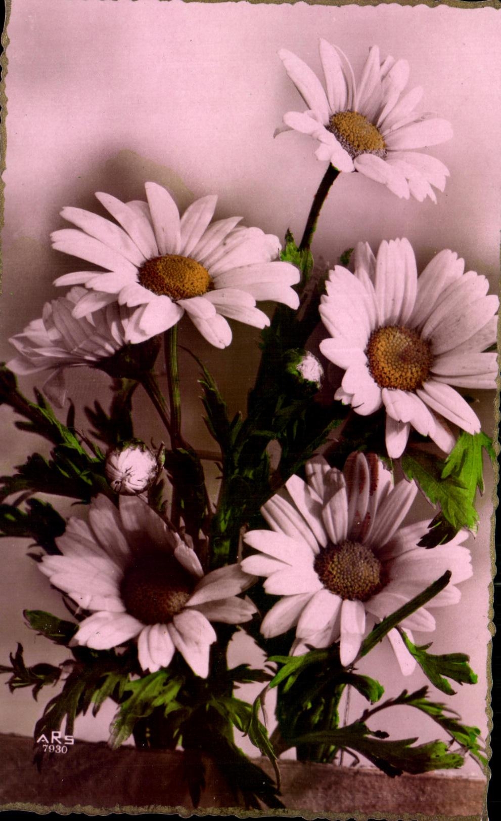 Flor de la fantasia de CPA